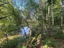 Działka leśna Rochna. Zdjęcie 1