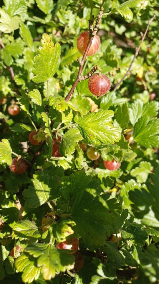 Działka rod Piła. Zdjęcie 2