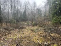 Działka leśna Łazy Małe. Zdjęcie 1