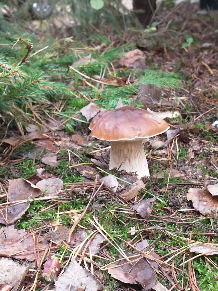 Działka inna Kolonia Karczmy, ul. Świerkowa. Zdjęcie 14