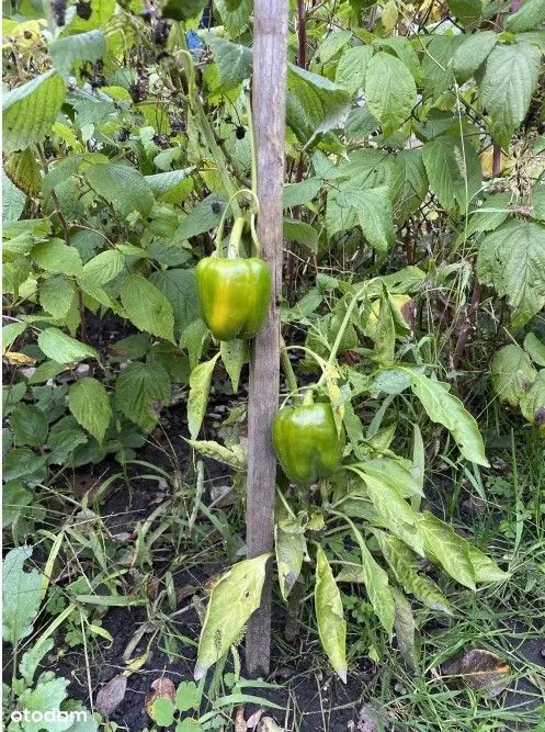 Działka rod Warszawa Śródmieście. Zdjęcie 10