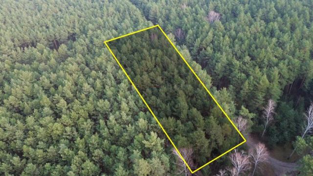 Działka leśna Bogatki. Zdjęcie 2