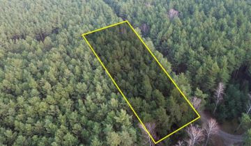 Działka leśna Bogatki