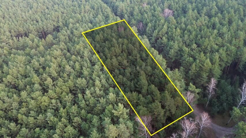 Działka leśna Bogatki. Zdjęcie 2