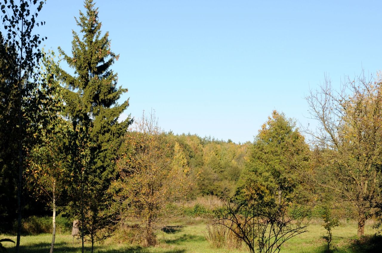 Działka siedliskowa Grzegorzewice, ul. Pałacowa. Zdjęcie 7