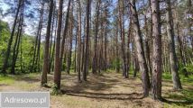 Działka leśna Łęg. Zdjęcie 4
