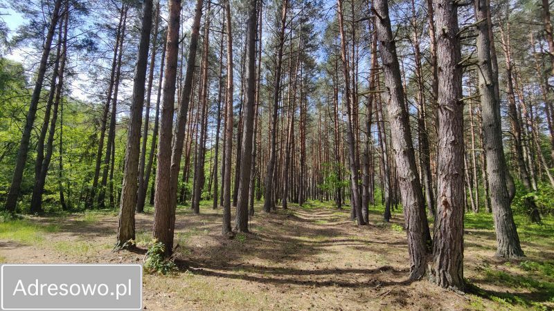 Działka leśna Łęg. Zdjęcie 5