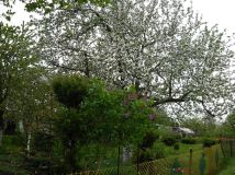 Działka rod Gliwice Stare Gliwice, ul. gen. Leopolda Okulickiego. Zdjęcie 3