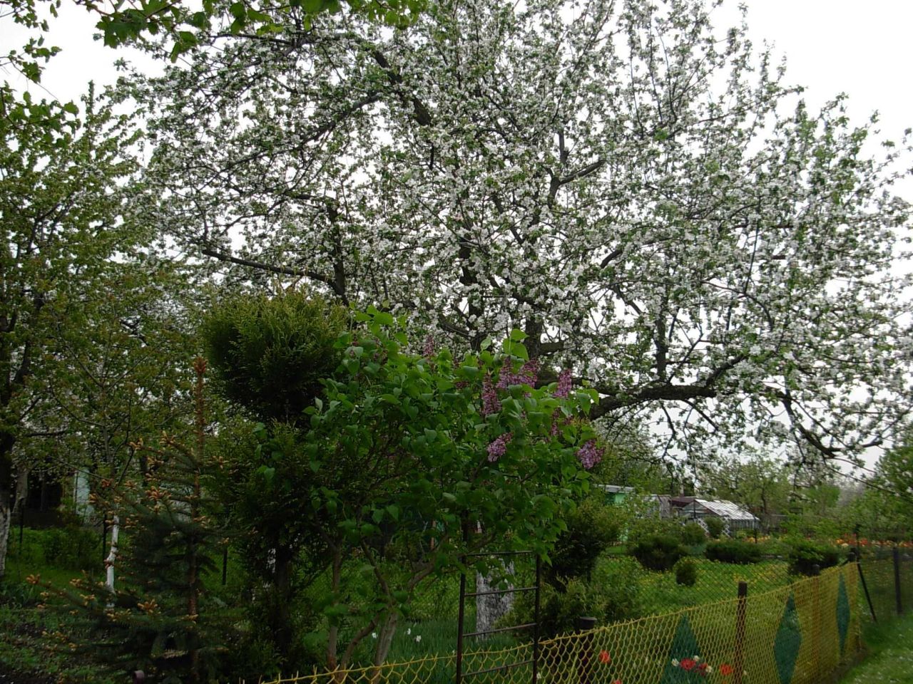 Działka rod Gliwice Stare Gliwice, ul. gen. Leopolda Okulickiego. Zdjęcie 4