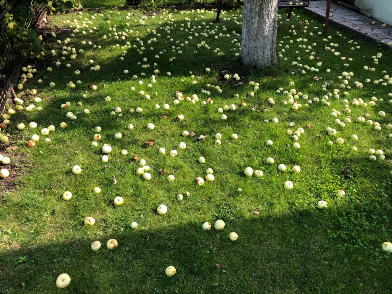 Działka rod Ostrów Wielkopolski, ul. Gorzycka. Zdjęcie 8
