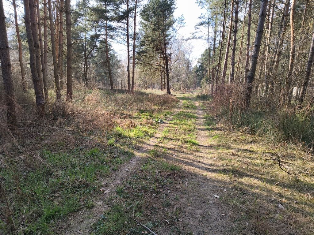 Działka rekreacyjna Pogorzelec. Zdjęcie 6