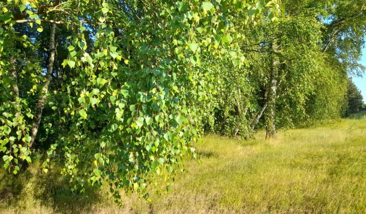 Działka budowlana Kaleń, ul. Morelowa