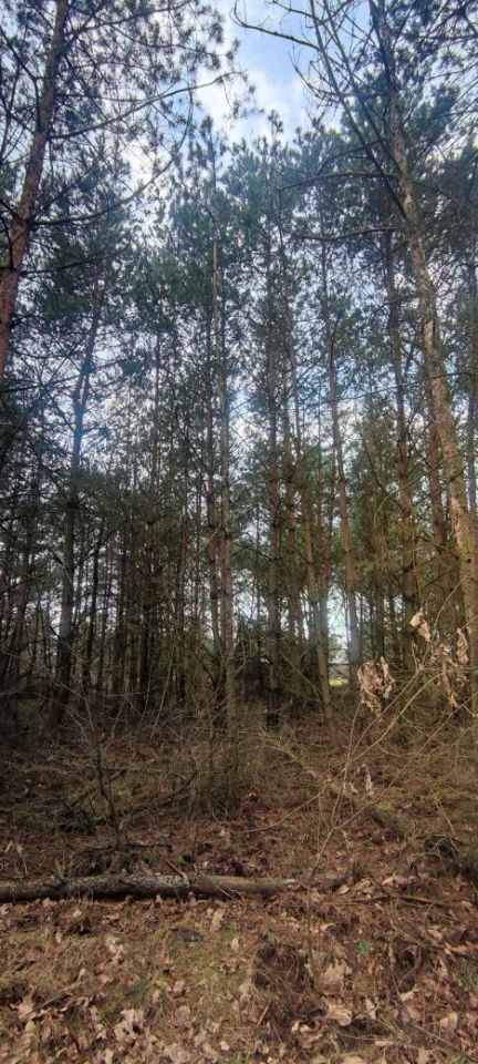 Działka rekreacyjna Siedlątków. Zdjęcie 5