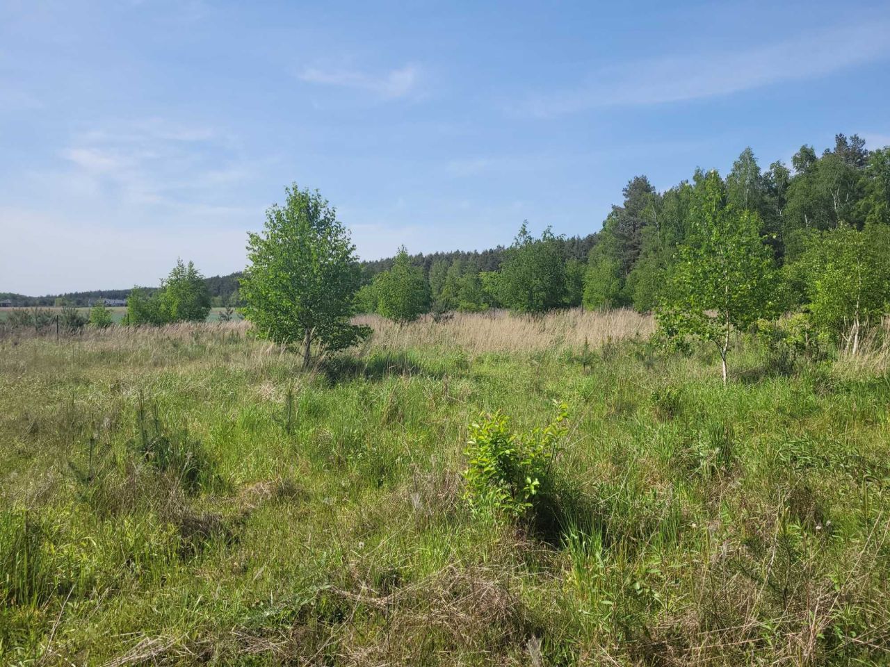 Działka budowlana Obrowo. Zdjęcie 5