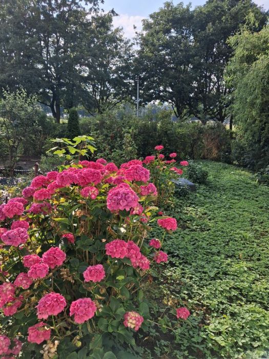 Mieszkanie 3-pokojowe Gdańsk Zaspa, ul. Żwirki i Wigury