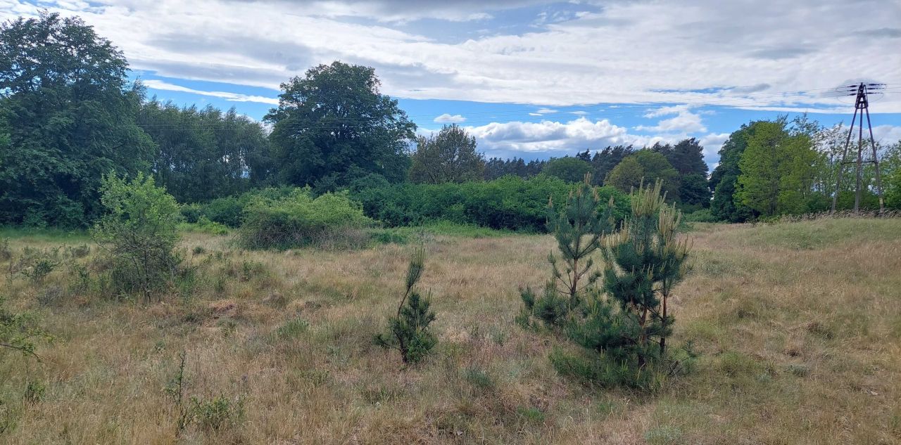 Działka rolna Borowiec. Zdjęcie 5