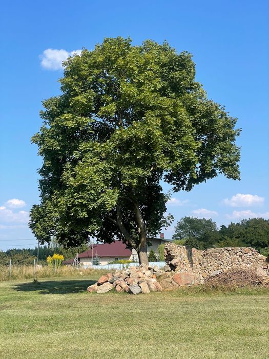 Działka budowlana Huta Jeżewska. Zdjęcie 3