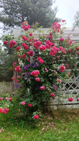 Działka rekreacyjna Kępiaste. Zdjęcie 11