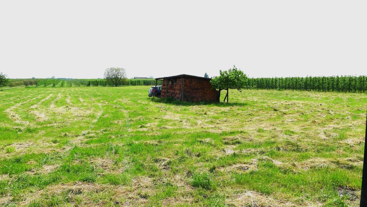 Działka rolno-budowlana Pabierowice. Zdjęcie 4
