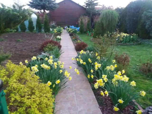 Działka rod Tarnobrzeg. Zdjęcie 1