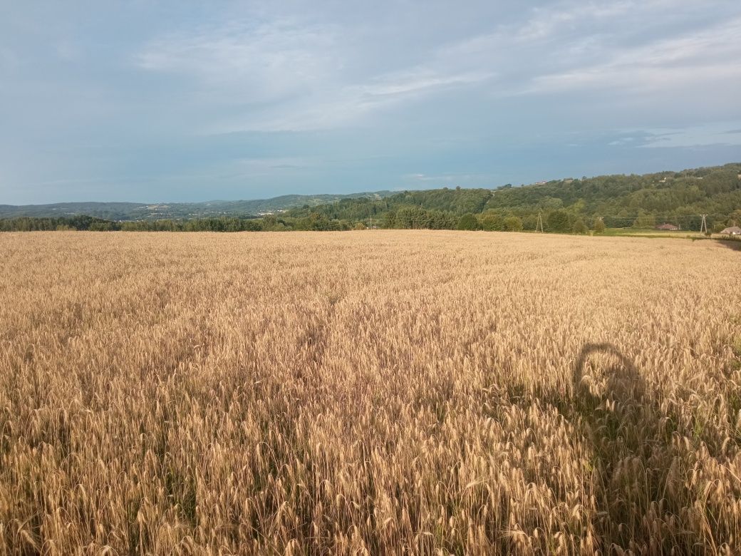 Działka rolno-budowlana Buchcice