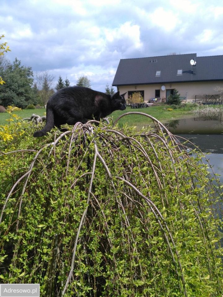 dom wolnostojący, 8 pokoi Jeżew. Zdjęcie 7