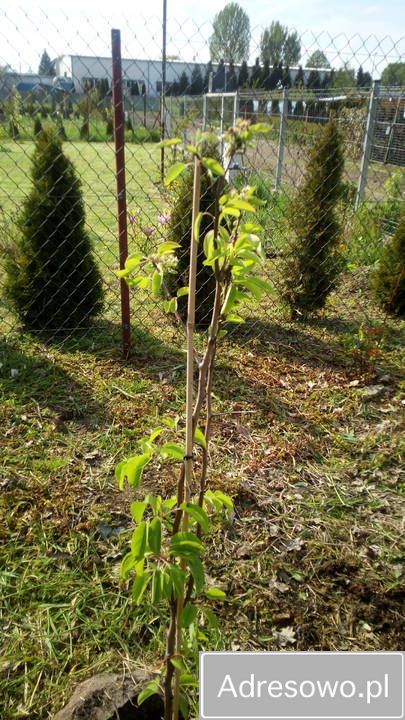 Działka rod Kutno, ul. Bałtycka. Zdjęcie 4