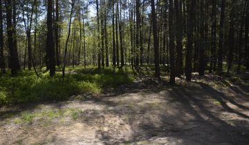 Działka leśna Strugi Krzywickie