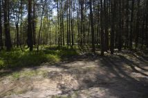 Działka leśna Strugi Krzywickie. Zdjęcie 1