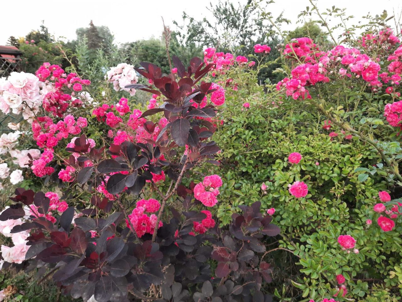 Działka rod Szczecin Centrum. Zdjęcie 5