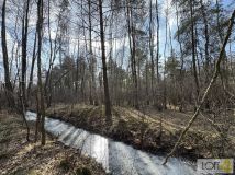 Działka leśna Stare Żukowice. Zdjęcie 4