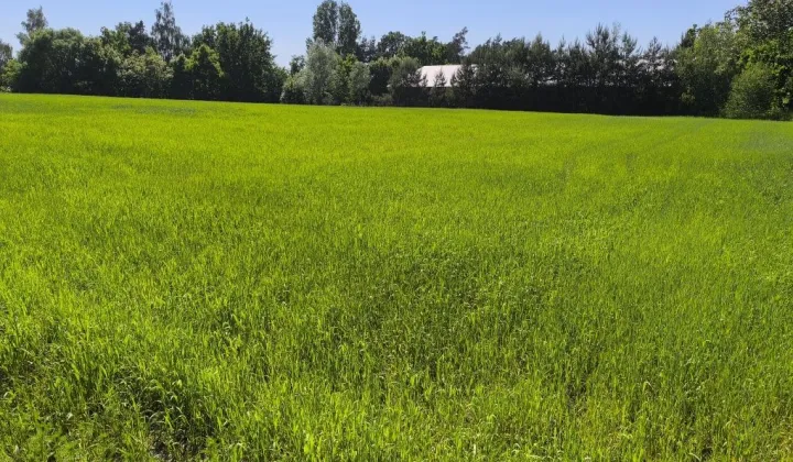 Działka rolno-budowlana Nowogród