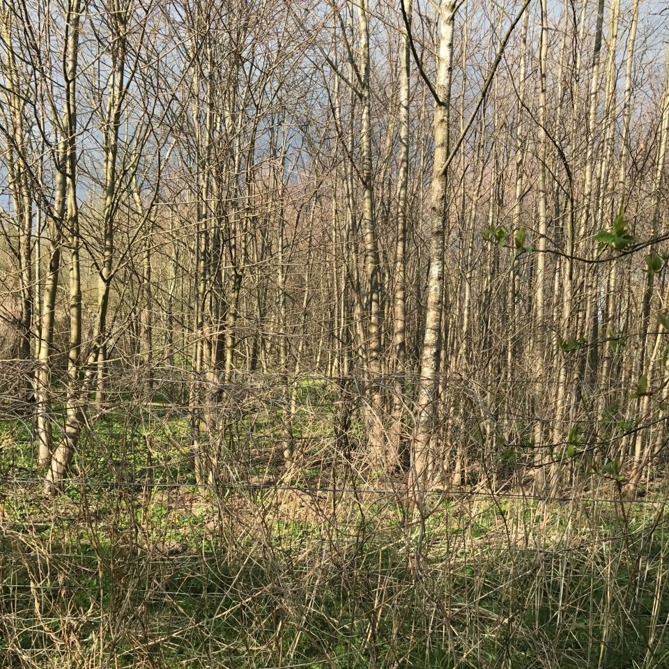 bliźniak Gęsie Góry Kudwiny. Zdjęcie 8