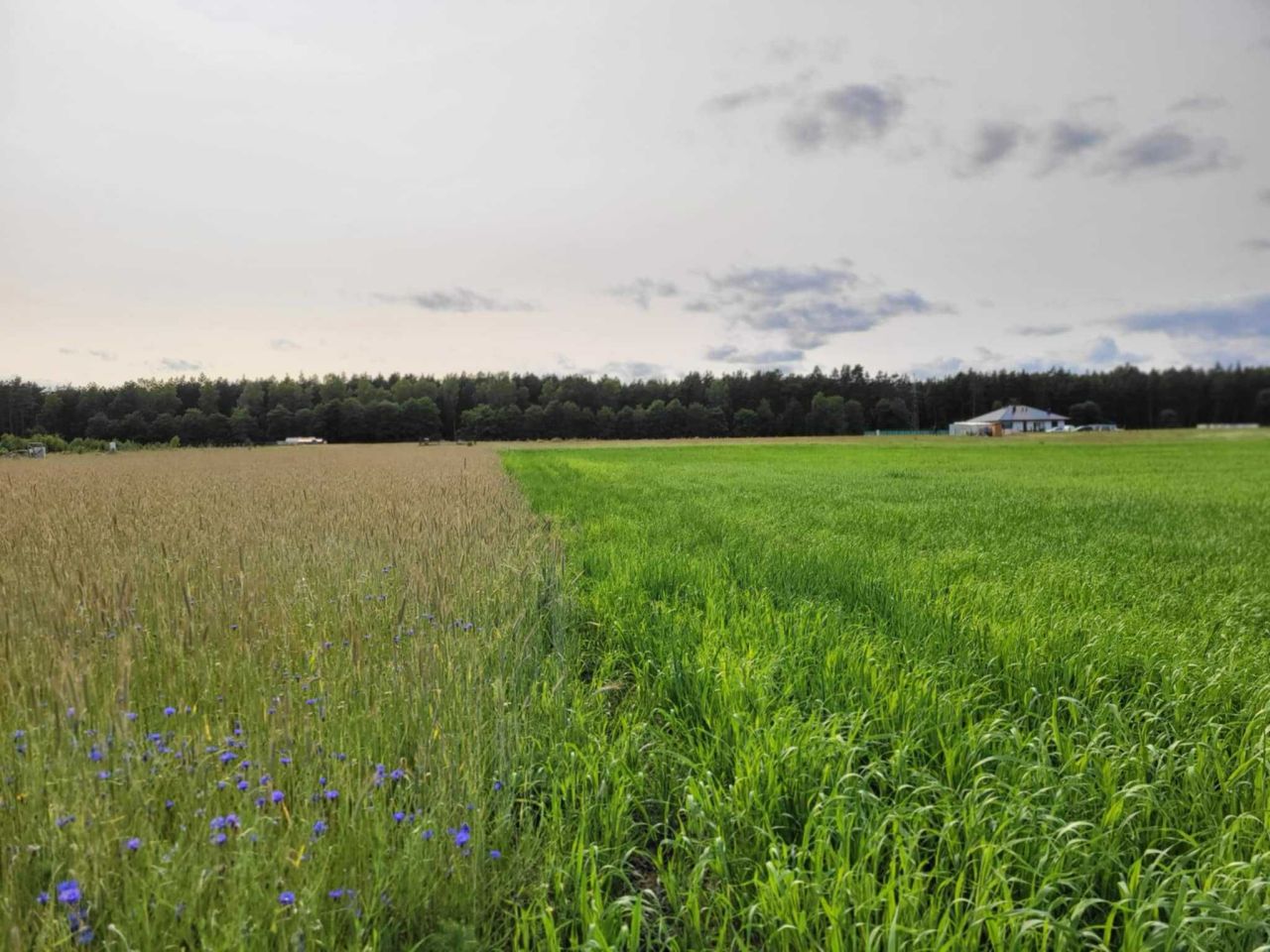 Działka budowlana Nowy Sumin. Zdjęcie 6