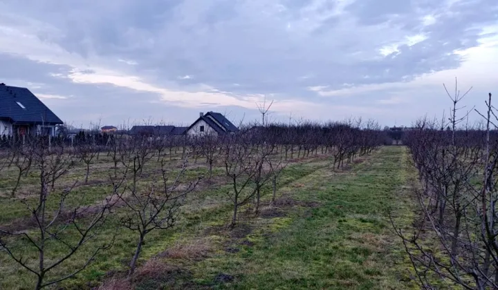Działka budowlana Tryszczyn, ul. Sadownicza