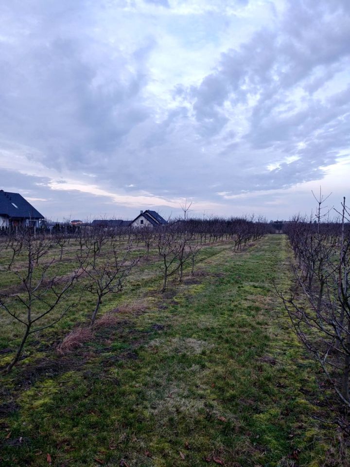 Działka budowlana Tryszczyn, ul. Sadownicza