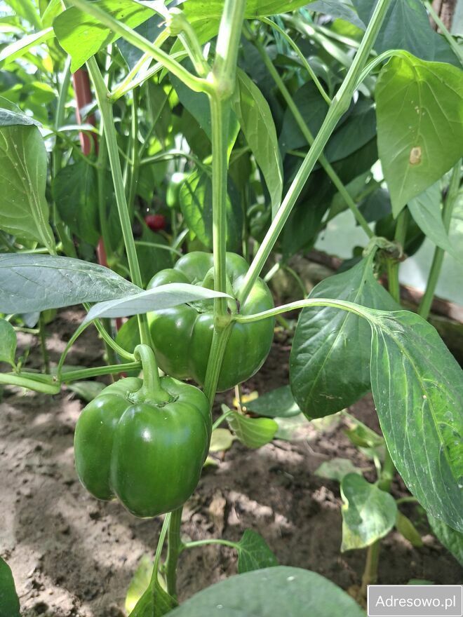 Działka rod Nowa Wieś Malborska. Zdjęcie 14