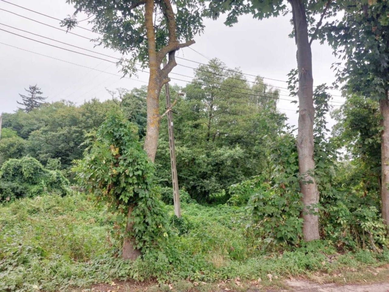 Działka rekreacyjna Mieścisko. Zdjęcie 7