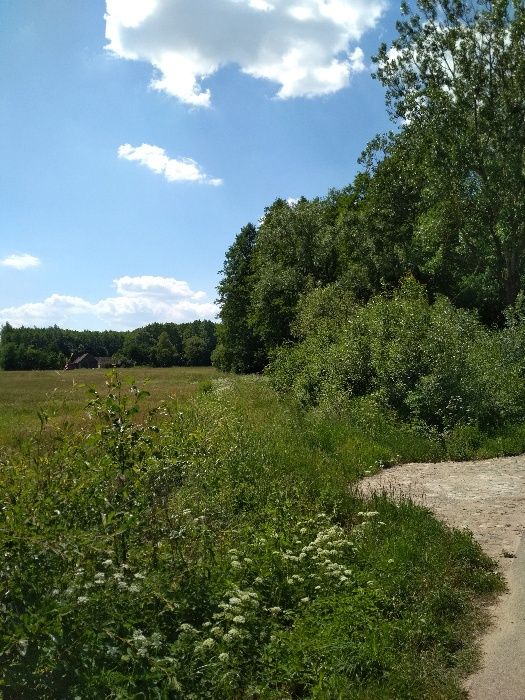 Działka budowlana Trypucie. Zdjęcie 3