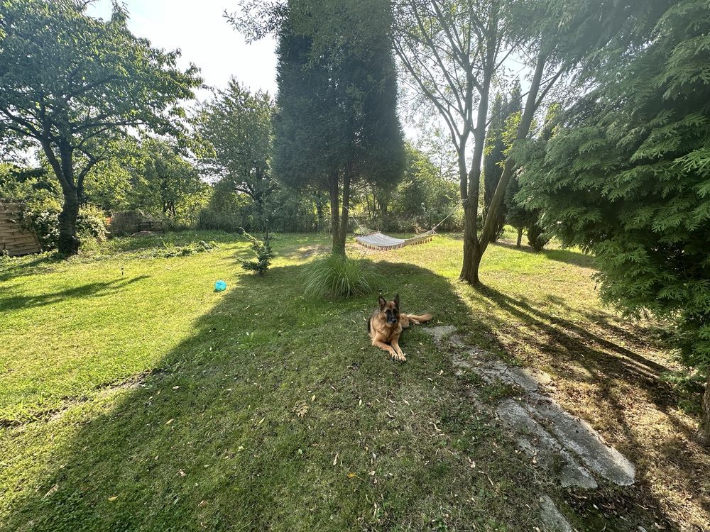 Działka rod Gliwice Sikornik. Zdjęcie 5