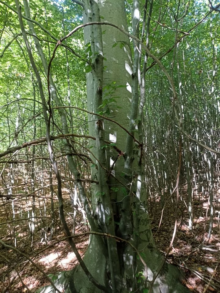 Działka leśna Łużna, Wjazd od Szalowa. Zdjęcie 7