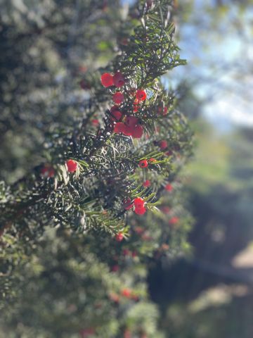 Działka rod Łódź Teofilów, Selerowa 25. Zdjęcie 22