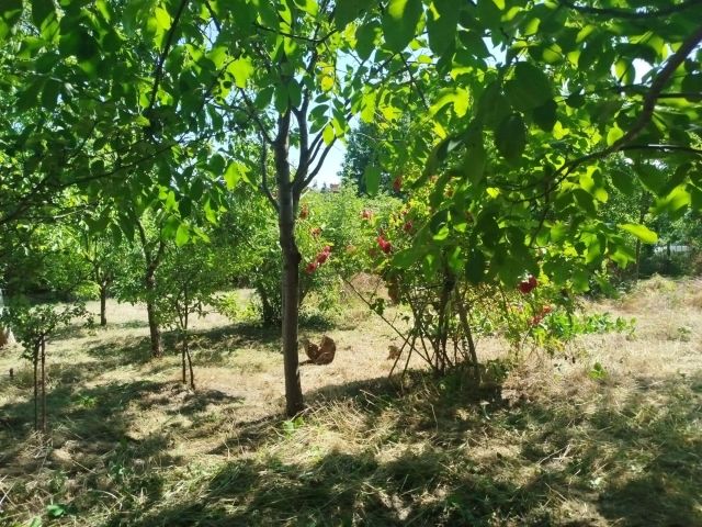 Działka rod Zielona Góra, ul. Lechitów. Zdjęcie 1