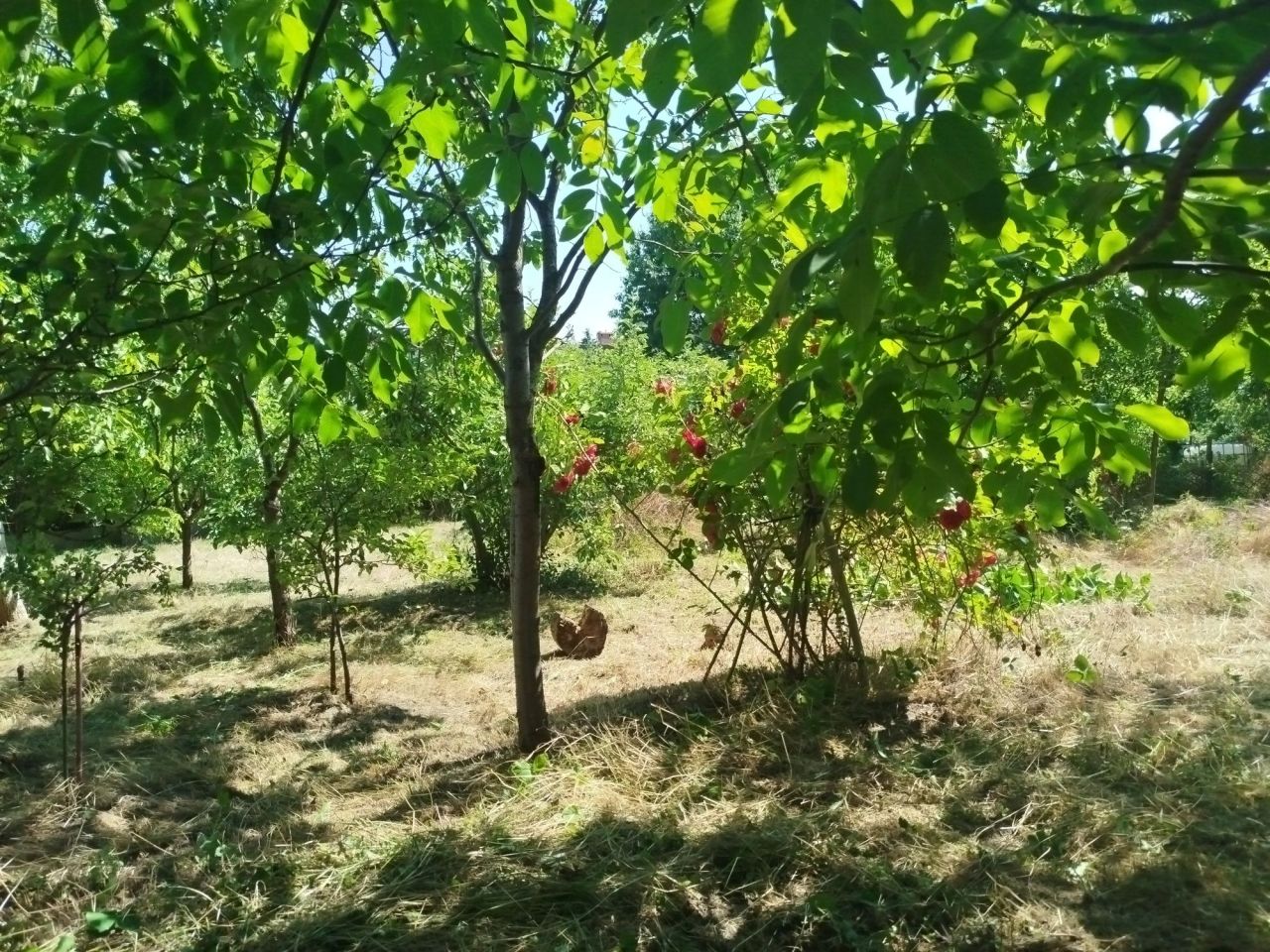 Działka rod Zielona Góra, ul. Lechitów