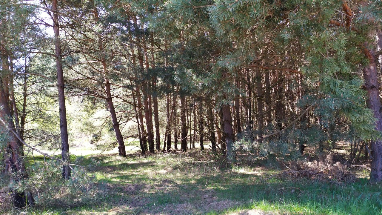 Działka leśna Bocheniec. Zdjęcie 10