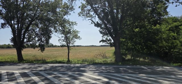 Działka Jagodne. Zdjęcie 2