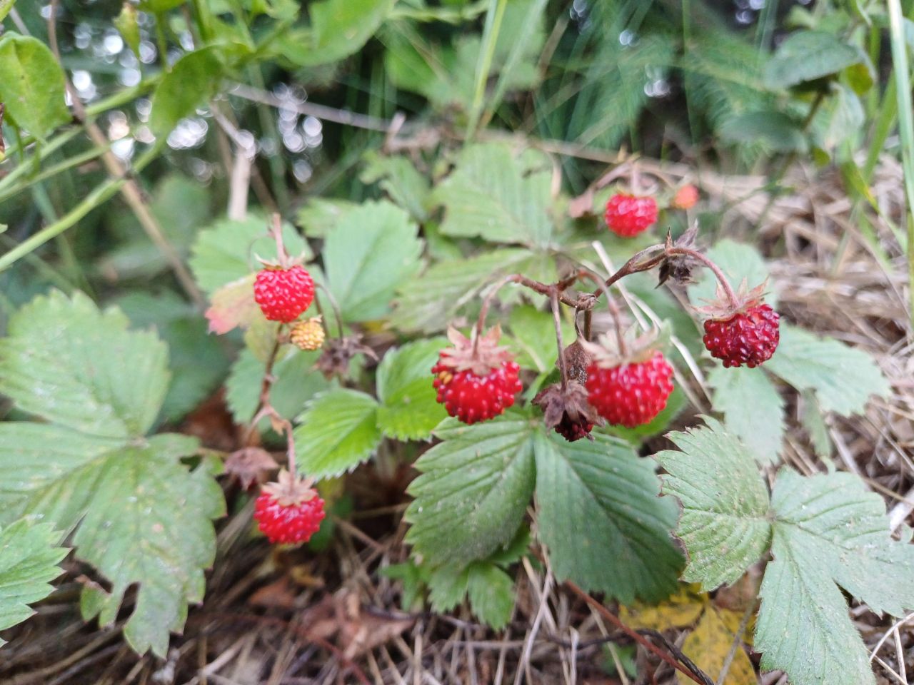Działka rolno-budowlana Hoczew. Zdjęcie 15