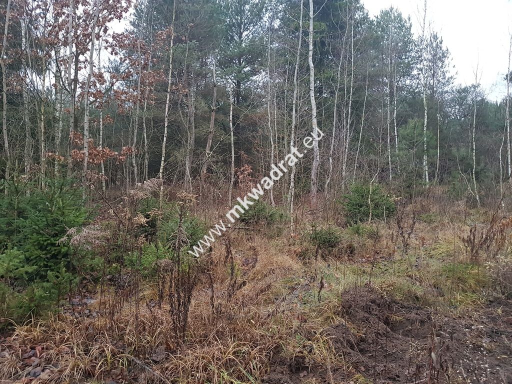 Działka rolna Korabiewice. Zdjęcie 4