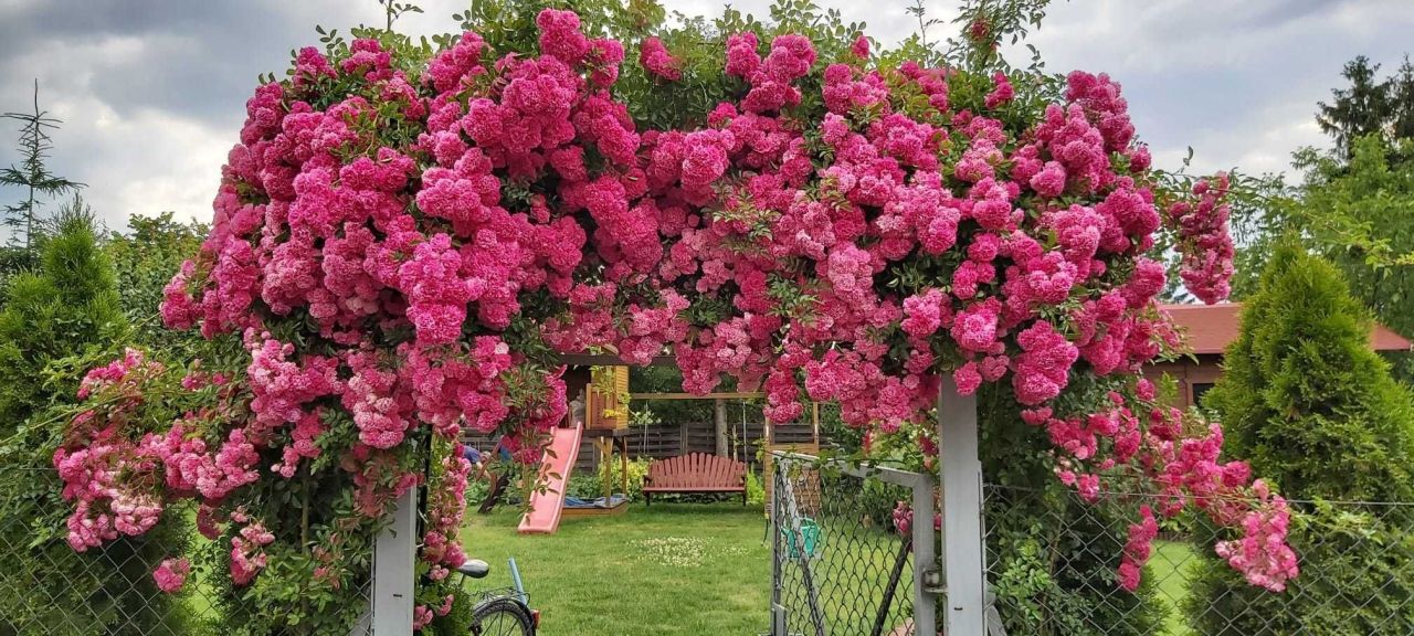 Działka rod Bydgoszcz Czyżkówko, ul. Siedlecka. Zdjęcie 7