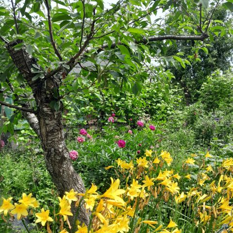 Działka rekreacyjna Kraków Piaski Wielkie, ul. Niebieska. Zdjęcie 1